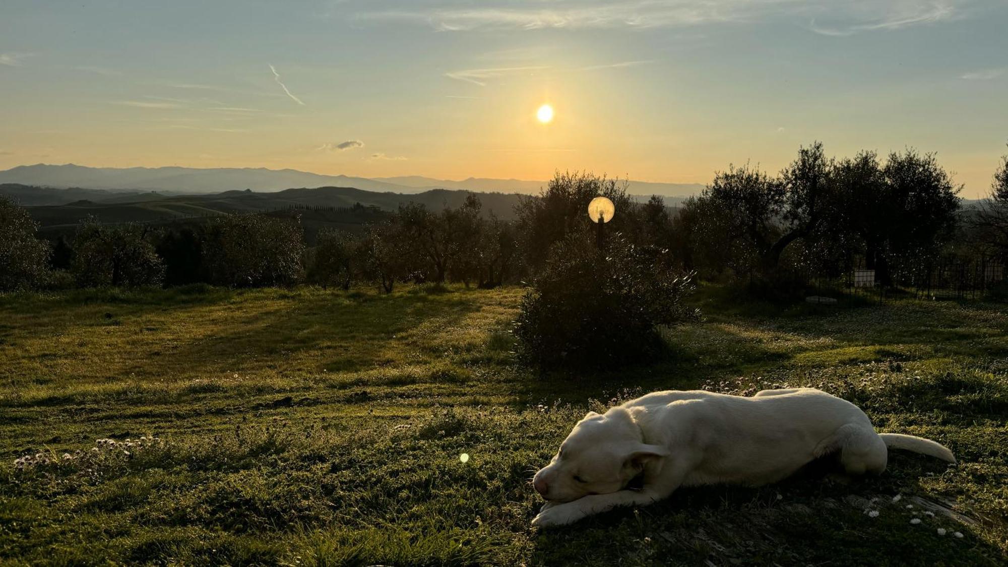 Agriturismo Soiano Famiglia Rolfini Montaione Eksteriør bilde